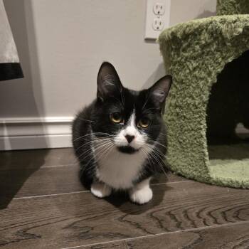 Yuki -  Domestic Short Hair Cat for Adoption in Puslinch, Ontario - Yuki | PetCurious