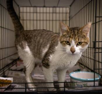 Tabby Cats Available for Adoption in Greenville, Delaware - Rudy (FCID# 04/27/2026 - 40 Trainer) | PetCurious