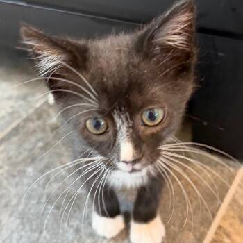 Alfie -  Domestic Short Hair Cat for Adoption in Cumming, Georgia - Alfie | PetCurious