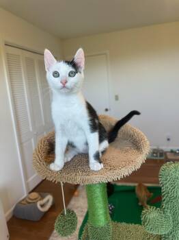 Davi-male kitten -  Domestic Short Hair Cat for Adoption in Los Altos, California - Davi-male Kitten | PetCurious