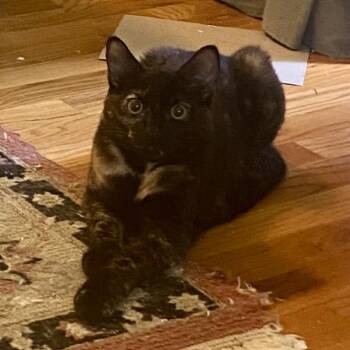 Sheba -  Domestic Short Hair Cat for Adoption in Roswell, Georgia - Sheba | PetCurious