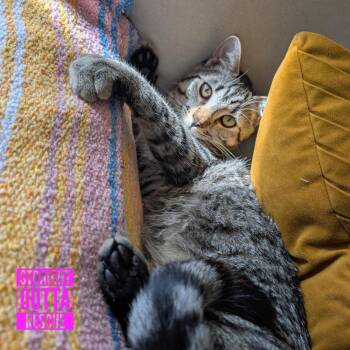 Domestic Short Hair Cats Available for Adoption in Vancouver, British Columbia - Mako | PetCurious