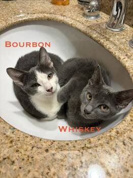 Bourbon and Whiskey -  Domestic Short Hair and Russian Blue Cat Available for Adoption in Randolph, Massachusetts - Bourbon And Whiskey | PetCurious