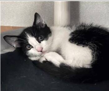 Cornelius -  Domestic Short Hair Cat for Adoption in Irving, Texas - Cornelius | PetCurious