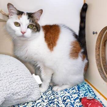 Winifred -  Domestic Short Hair and Mixed Breed Cat for Adoption in South Elgin, Illinois - Winifred | PetCurious