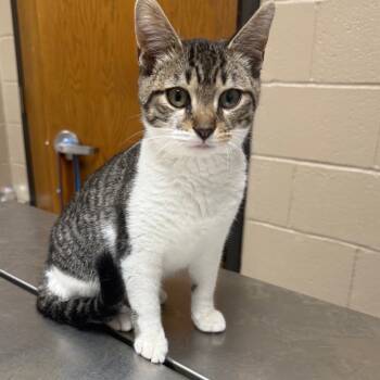 Rescue Domestic Short Hair Cats for Adoption in Jacksboro, Tennessee - Silas | PetCurious