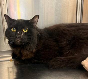 SWEETUMS -  Domestic Long Hair Cat for Adoption in Minneapolis, Minnesota - SWEETUMS | PetCurious