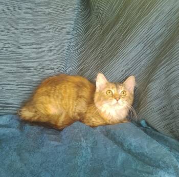 Stella 687 -  Domestic Long Hair Cat for Adoption - Stella 687 | PetCurious