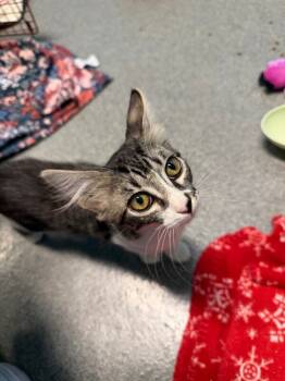 Rescue Domestic Short Hair Cats for Adoption in Fort Collins, Colorado - Binx | PetCurious