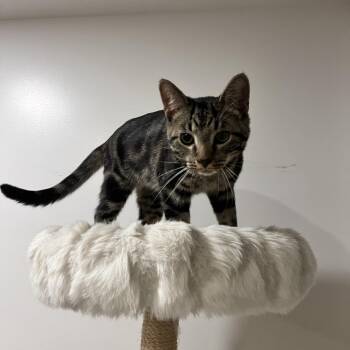 Domestic Short Hair Cats Available for Adoption - Lunar | PetCurious