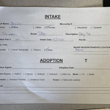 Emilia -  Domestic Short Hair Cat for Adoption in Medford, Oregon - Emilia | PetCurious