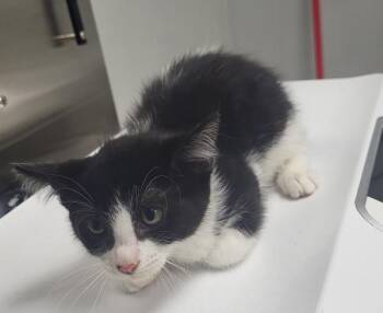 Nf 21 Quinoa -  Domestic Short Hair Cat for Adoption in Lawrenceville, Georgia - Nf 21 Quinoa | PetCurious