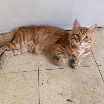 Domestic Medium Hair Cats Available for Adoption in East St. Louis, Illinois - Garfield-C | PetCurious