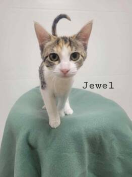 Rescue Calico Cats for Adoption in Rushville, Illinois - Jewel | PetCurious