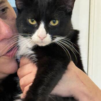 Tuxedo Cats Available for Adoption in Hopkinton, Massachusetts - Aries | PetCurious