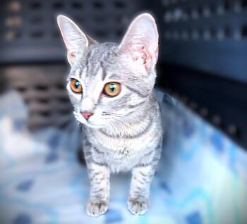 Patricia -  Domestic Short Hair and Tabby Cat for Adoption in Fort Myers, Florida - Patricia | PetCurious