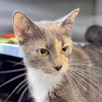 Domestic Short Hair Cats Available for Adoption in Midland, Michigan - Bella | PetCurious