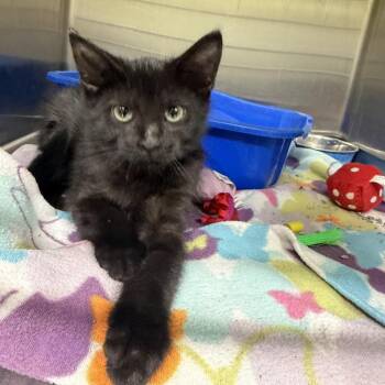 Mocha -  Domestic Short Hair Cat for Adoption in Brookfield, Missouri - Mocha | PetCurious