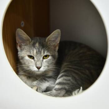 Rescue Domestic Short Hair Cats for Adoption in Fairhope, Alabama - Diva | PetCurious