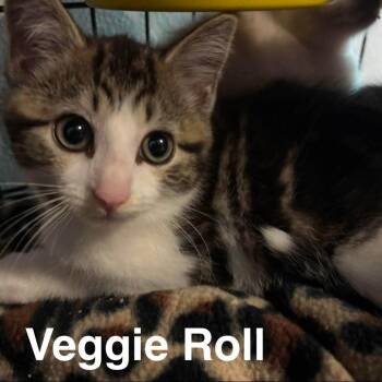 Veggie Roll -  Domestic Short Hair Cat for Adoption in Johnstown, Pennsylvania - Veggie Roll | PetCurious