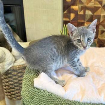 Timbales 23 -  Domestic Short Hair Cat for Adoption in Austin, Texas - Timbales 23 | PetCurious