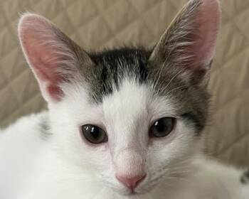 Triscuit -  Domestic Short Hair Cat for Adoption in San Francisco, California - Triscuit | PetCurious
