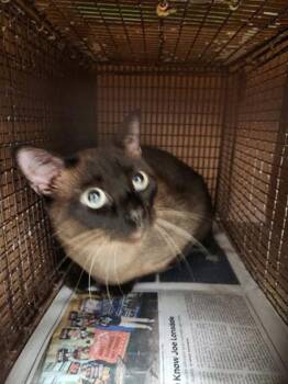 Nico Robin -  Siamese Cat for Adoption in Austin, Texas - Nico Robin | PetCurious