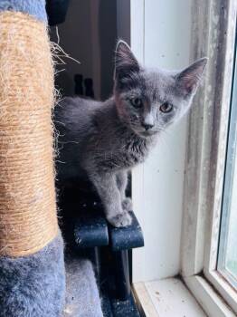 Melissa -  Domestic Short Hair Cat for Adoption in Milton, Delaware - Melissa | PetCurious