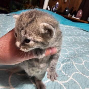 Domestic Medium Hair Cats Available for Adoption in Jefferson City, Tennessee - Filly | PetCurious