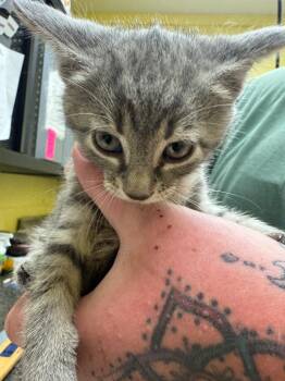 Domestic Short Hair Cats Available for Adoption in Crossville, Tennessee - Swan | PetCurious