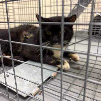 Arbor 25 -  Domestic Short Hair Cat for Adoption in Philadelphia, Pennsylvania - Arbor 25 | PetCurious