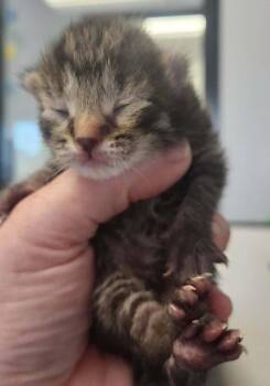 Hutton -  Domestic Short Hair Cat for Adoption in Republic, Missouri - Hutton | PetCurious