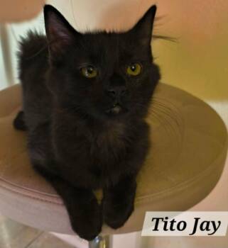 Tito Jay -  Maine Coon and Domestic Long Hair Cat for Adoption in New Braunfels, Texas - Tito Jay | PetCurious