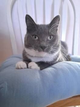Lila -  Domestic Short Hair Cat Available for Adoption in Regina, Saskatchewan - Lila | PetCurious