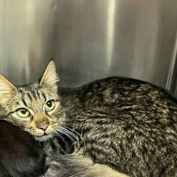 Granita (queen) -  Domestic Short Hair Cat for Adoption in Redwood City, California - Granita (queen) | PetCurious