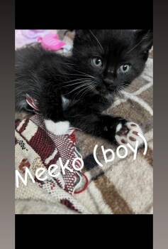 Meeko (Haycock 7 Litter) -  Domestic Short Hair Cat for Adoption in Telford, Pennsylvania - Meeko (Haycock 7 Litter) | PetCurious