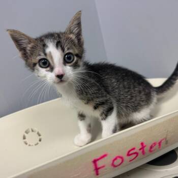 Domestic Short Hair Cats Available for Adoption in Columbus, Georgia - Matcha | PetCurious