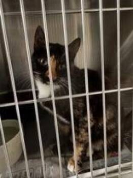 Domestic Short Hair Cats Available for Adoption in Tiger, Georgia - Clover | PetCurious