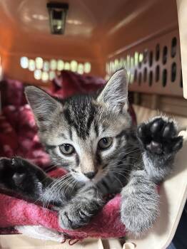 Lipton -  Domestic Short Hair Cat for Adoption in Newborn, Georgia - Lipton | PetCurious