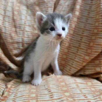 Soot -  Domestic Short Hair Cat for Adoption in Webster, Texas - Soot | PetCurious