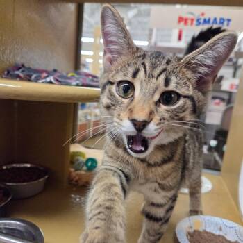 Yankee -  Domestic Short Hair Cat for Adoption in Buffalo, New York - Yankee | PetCurious