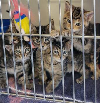 Kitten 5 -  Domestic Short Hair Cat for Adoption in Sunnyvale, Texas - Kitten 5 | PetCurious