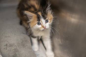 REESES -  Domestic Medium Hair Cat for Adoption in Charlotte, North Carolina - REESES | PetCurious