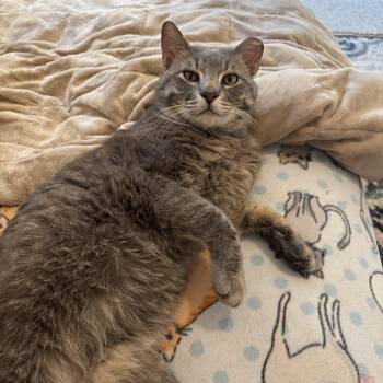 Sterling -  American Shorthair Cat for Adoption in Mountain Home, Arkansas - Sterling | PetCurious