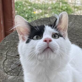 Turkey Leg -  Domestic Short Hair Cat for Adoption in Auburn, Nebraska - Turkey Leg | PetCurious