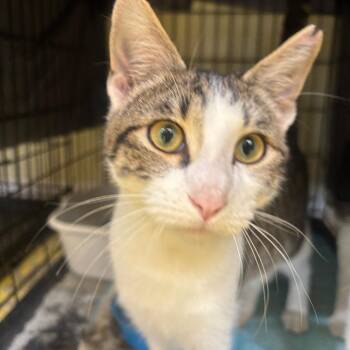 Ford -  Domestic Short Hair Cat for Adoption in Midland, Texas - Ford | PetCurious