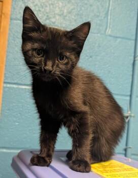 Houdini -  Domestic Short Hair Cat for Adoption in Ellijay, Georgia - Houdini | PetCurious