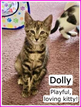 Rescue Domestic Short Hair and Tortoiseshell Cats for Adoption in Greenville, Delaware - Dolly, Willow Grove Area, (FCID 06/24/2025-119) | PetCurious