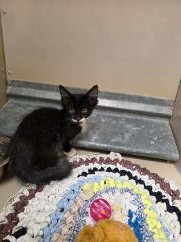 61644272 -  Domestic Medium Hair Cat for Adoption in Elko, Nevada - 61644272 | PetCurious