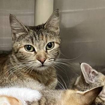 GOUDA -  Domestic Short Hair Cat for Adoption in Alameda, California - GOUDA | PetCurious